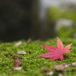 東福寺の紅葉を見に出かけよう！穴場スポット情報