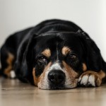 犬がストレスで吐く原因は？詳しく知りたい！